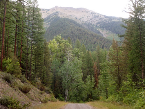 GDMBR: Southbound on NF-4370 (heading toward Richmond Peak, MT).